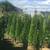 5-6' Green Giant Arborvitae Privacy Hedge Free Install & Delivery 1 thumbnail
