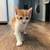 RE-HOMING 4 CUTE KITTENS 3 thumbnail