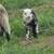 Registered Shetland Lambs 11 thumbnail