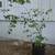 japanese maples $10-$20 6 thumbnail