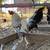 Chickens for sale 12 thumbnail