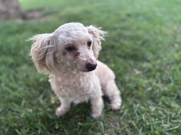 Poodle 1
