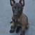 Malinois 4 thumbnail