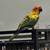 Baby Sun Conures 8 thumbnail