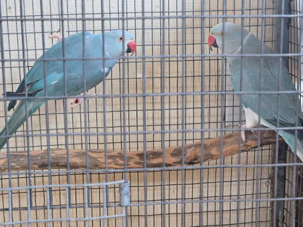 Indian Ringnecks 1