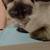 Lost siamese cat Help 1 thumbnail