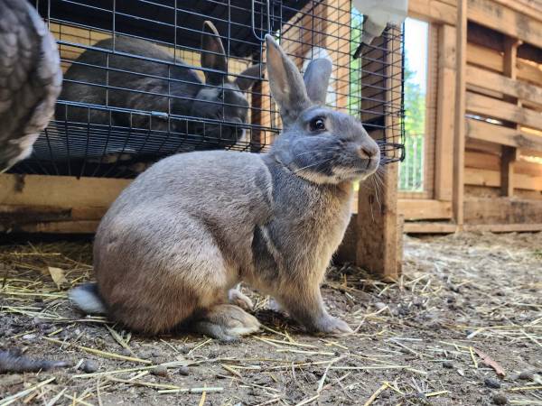 Rabbits 1
