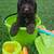 Mini Goldendoodles 5 thumbnail