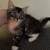 Kittens need rehoming 4 thumbnail