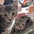 Kittens 2 thumbnail