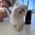 Persian baby's 2 mons  price 700 7 thumbnail