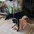 Doberman girl needs home 1 thumbnail