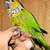 Beautiful rare tame voren Black cap conure🐦 1 thumbnail