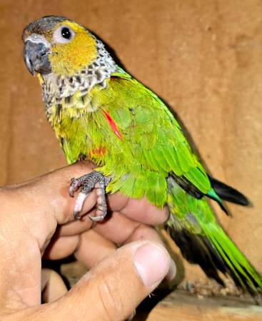 Beautiful rare tame voren Black cap conure🐦 1