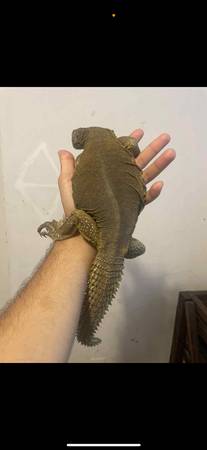 lizards for rehoming64177135482242121