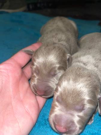 Cachorros Lab (Piney Flats)63989854823810120