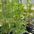 Cempazuchitl gigante Giant Marigold 2 thumbnail