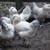 Cold hardy hens Chicks chickens pullets all female almost laying eggs 9 thumbnail