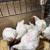 Meat chicken 1 thumbnail