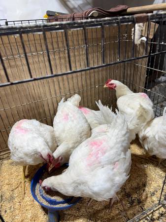 Meat chicken 1