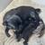 Pug puppies for sale 1 thumbnail