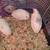 Button Quails 2 thumbnail