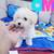Poodles 1 thumbnail