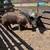 Boar Hogs 2 thumbnail