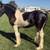 Gypsy Vanner Fully 1 thumbnail