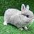 Mini Lops 14 thumbnail