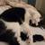 free friendly cats 3 thumbnail