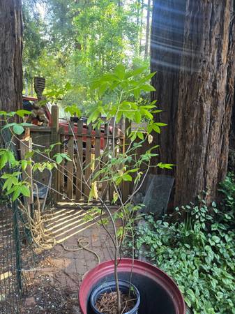 California buckeye 1
