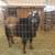 Polled Nigerian Dwarf Buck 2 thumbnail