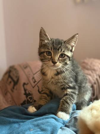 Kittens Need Adoption63873145072385122
