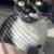 Kittens/Cat Needs Help 4 thumbnail