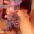 Kittens for sale( Nebelung tuxedo) 2 thumbnail