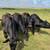 Bred Angus heifers 2 thumbnail