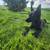German shepherd/lab pups found close to my home 2 thumbnail