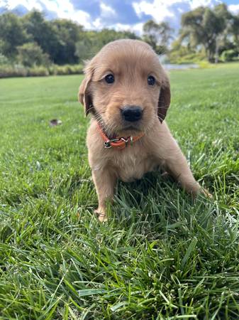 Golden Retriever63893825729026122