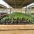 Warrenton Plants Nursery Nurseries 23 thumbnail