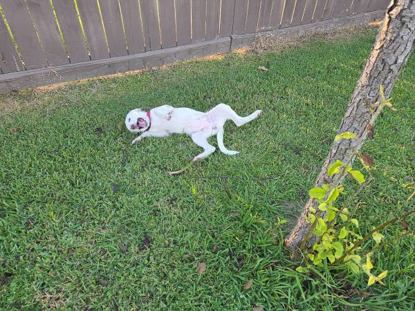 Perro guardián de ganado (Houston)63859313148289122