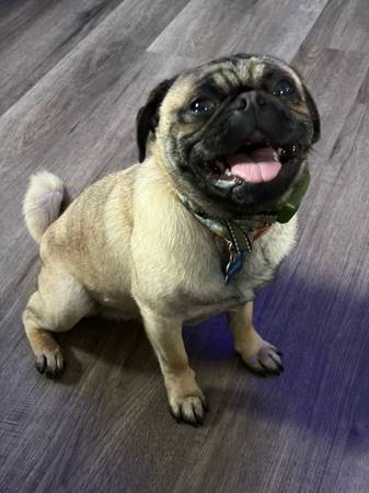Pug de 1 año buscando hogar (Pasadena)64051581850883122
