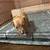 Pitbull puppies 1 thumbnail