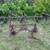 Super C two row front and rear cultivators 2 thumbnail