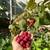 Thornless Blackberry and a couple  Red Raspberry Plants 2 thumbnail