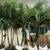 12 ft tall Adonidia Palm Trees 5 thumbnail