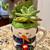 Super Cute Snowman and Santa Ceramic Mugs Filled with Live Succulent Plants - $6 7 thumbnail