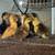 Muscovy Ducks and Ducklings 4 thumbnail