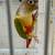 Green cheek conure 1 thumbnail