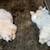 Puppies poodle/lab doodles 4 thumbnail